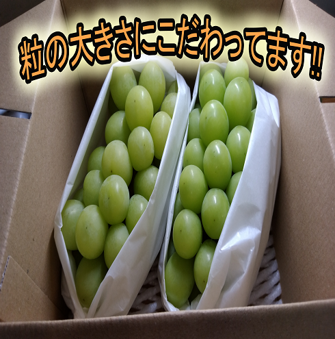 ぶどう2